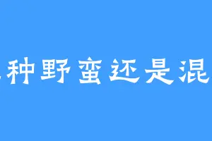 纯种野蛮还是混血